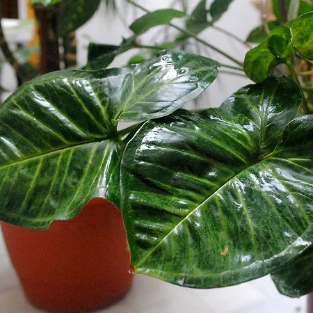 Costa De La Luz 4* Conil De La Frontera