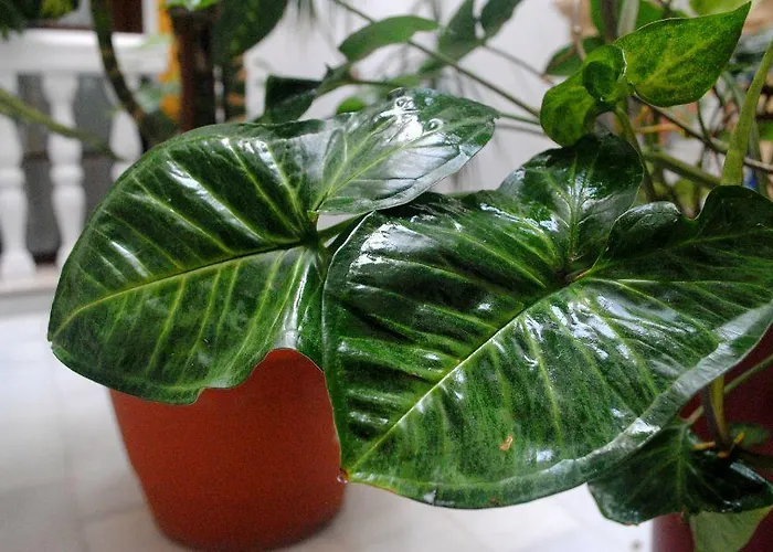 Costa De La Luz 4* Conil De La Frontera